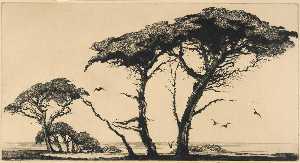les pins de Monterey