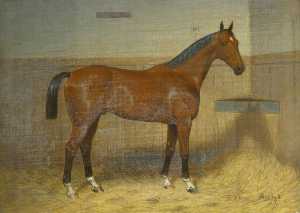 'Circassion', a Hunter in a Stable