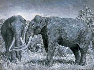 Dioramas of Pleistocene, 'Elephus meridionalis' (Southern Elephant)