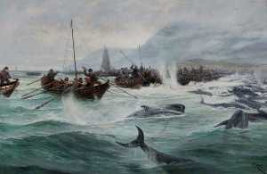 Driving Bottle Nosed Whales – Shetland, 1891