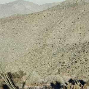 Senza titolo , ( deserto scena con cactus primo piano , sfondo di montagna )