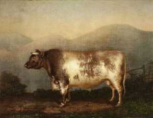 The Horncliffe Bull
