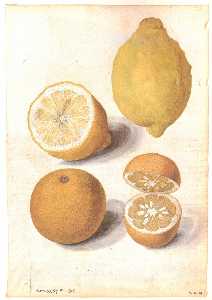 レモン と  セビリア  オレンジ  果物