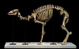 Pléistocène de squelette