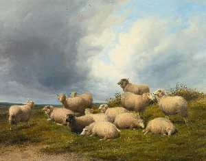羊で a 牧草地