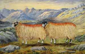 View of Windermere and Langdale Pikes with Two Swaledale Ewes